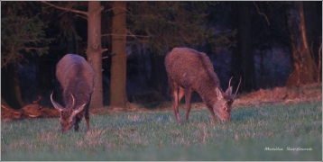<p>JELEN LESNÍ (Cervus elaphus) Šluknovsko - Valdek /Red deer - Rothirsch/</p>